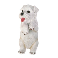 Climbing Cutie White Terrier "Aspen" Pup